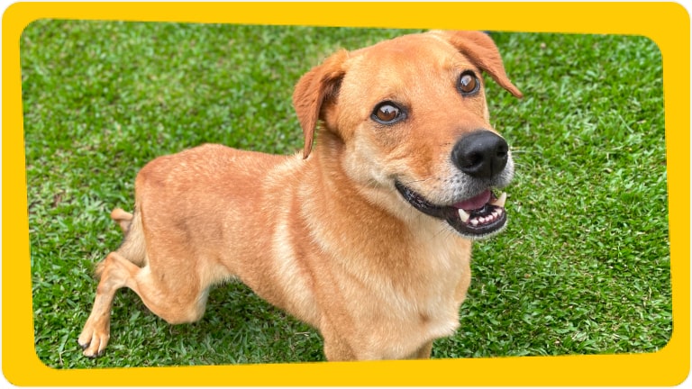 Cachorro Thor disponível para adoção responsável - Chevrolet e Instituto Caramelo