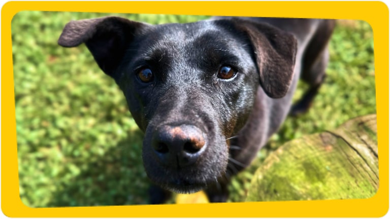 Cachorra Felina disponível para adoção responsável - Chevrolet e Instituto Caramelo
