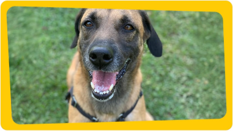 Cachorro Pistache disponível para adoção responsável - Chevrolet e Instituto Caramelo