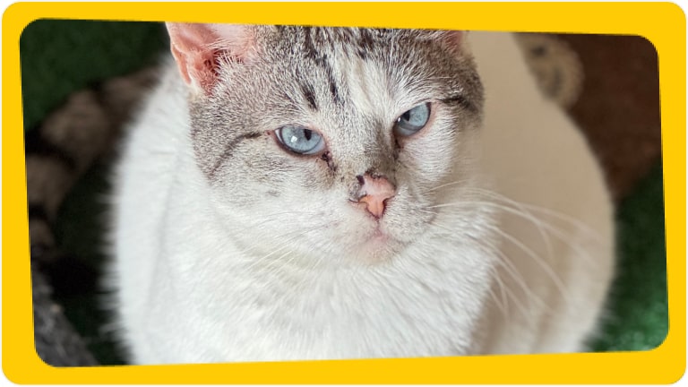 Gata Sara disponível para adoção responsável - Chevrolet e Instituto Caramelo