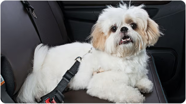 Imagem de um cachorro branco no banco traseiro, usando o acessório extensor de cinto de segurança.